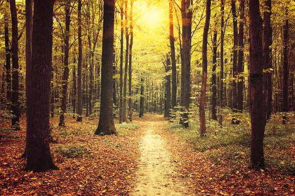 Árvores de outono na floresta — Fotografia de Stock