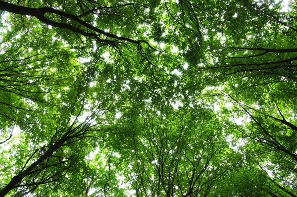 Деревья в зеленом лесу — стоковое фото