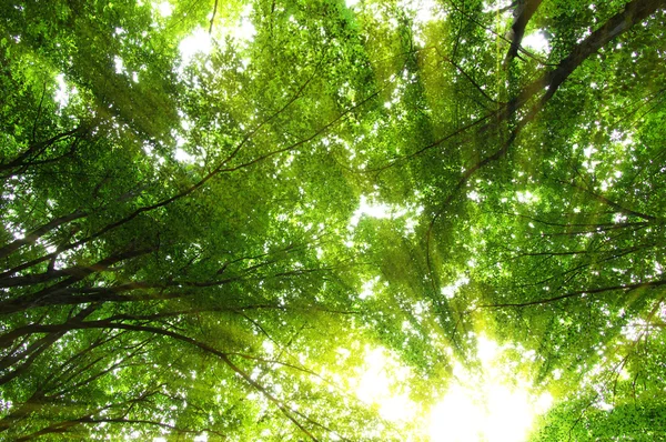 Bosque con luz solar —  Fotos de Stock