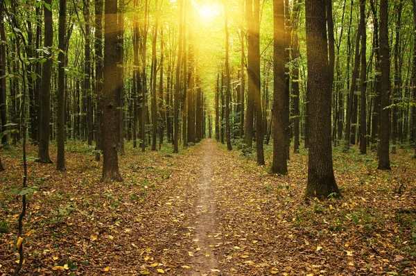 Bosque con luz solar —  Fotos de Stock