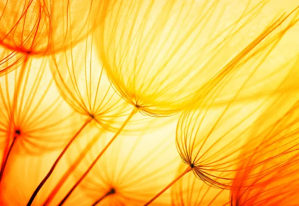 Dandelion seed flower — Stock Photo, Image