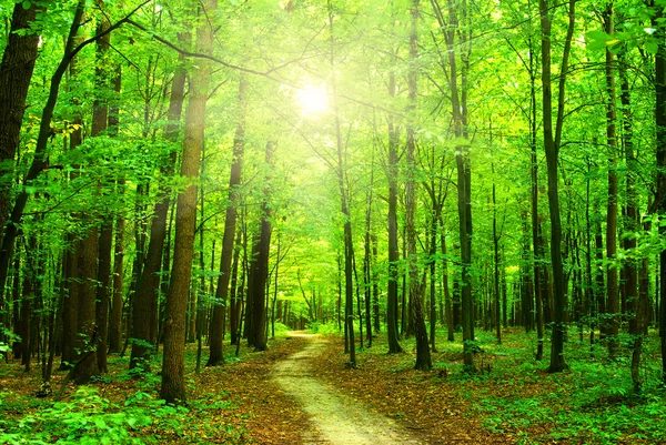 Forest with sunlight