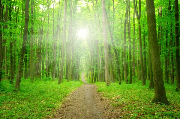 Floresta com luz solar — Fotografia de Stock