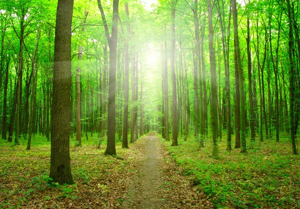 Bosque con luz solar —  Fotos de Stock