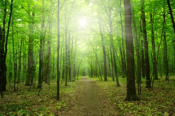 Forest with sunlight — Stock Photo, Image