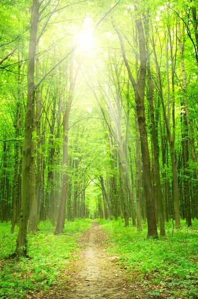 Forest with sunlight — Stock Photo, Image