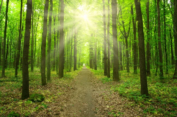 Hutan dengan sinar matahari — Stok Foto