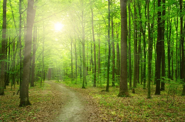 Floresta com luz solar — Fotografia de Stock