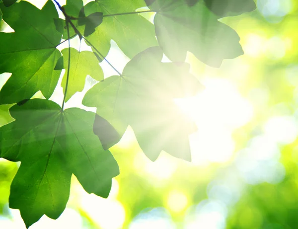 Beams and leaves — Stock Photo, Image