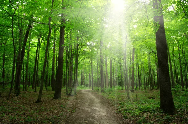 Wald mit Sonnenlicht — Stockfoto