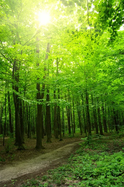 Skogen med solljus — Stockfoto