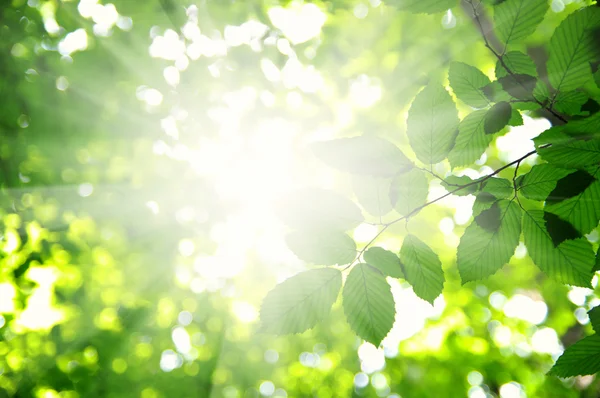 Beams and leaves — Stock Photo, Image