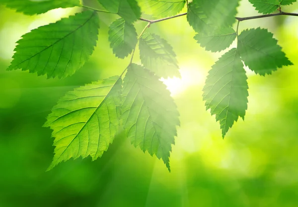 Beams and leaves — Stock Photo, Image