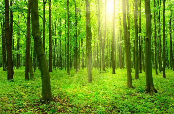 Bosque con luz solar — Foto de Stock