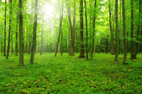 Skogen med solljus — Stockfoto