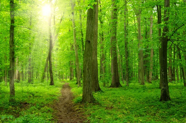 Forest with sunlight — Stock Photo, Image