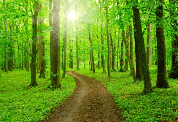 Floresta com luz solar — Fotografia de Stock