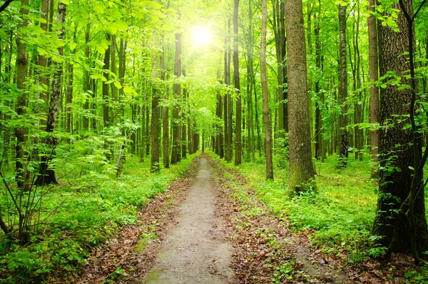 Floresta com luz solar — Fotografia de Stock