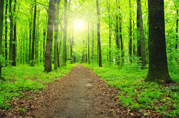 Floresta com luz solar — Fotografia de Stock