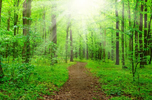 Bosque con luz solar — Foto de Stock