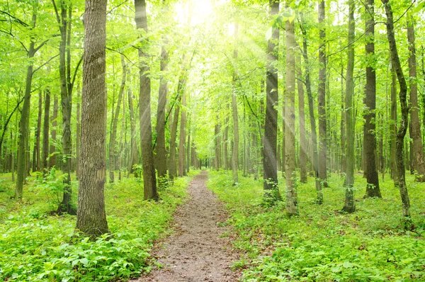 Forest with sunlight — Stock Photo, Image