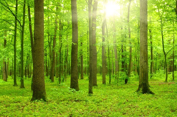 Bosque con luz solar — Foto de Stock