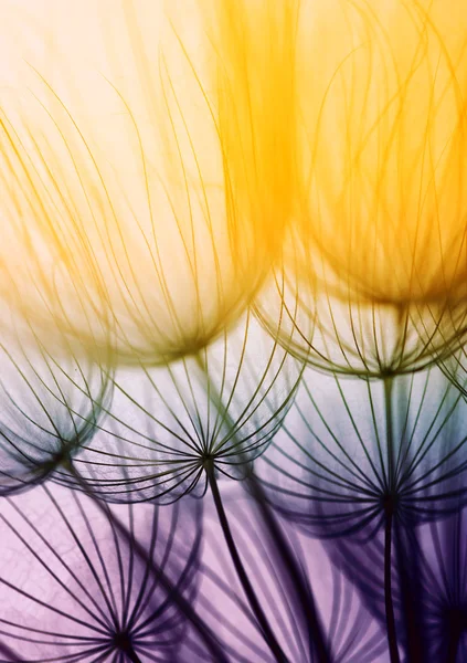 Flor de semente de dente-de-leão — Fotografia de Stock