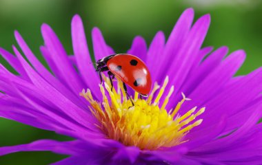 uğur böceği ve çiçek