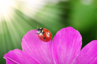 uğur böceği ve çiçek