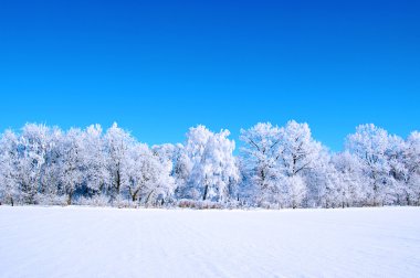 Kar ağaçlarda buzlu