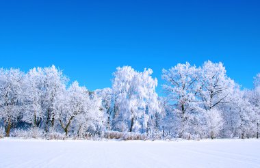 Kar ağaçlarda buzlu