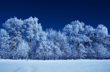 Kar ağaçlarda buzlu