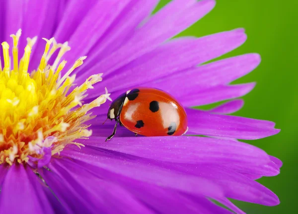 てんとう虫とお花 — ストック写真