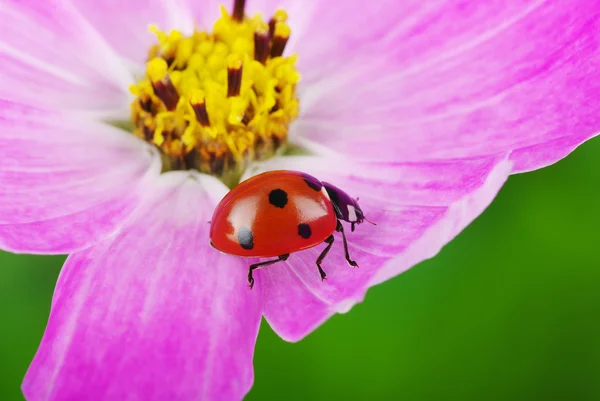 Mariquita y flor — Foto de Stock