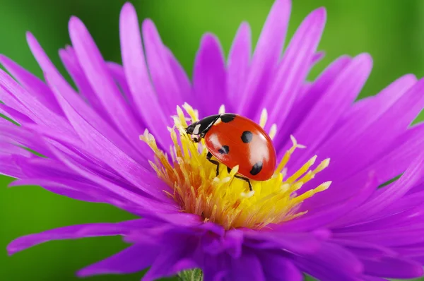 Uğur böceği ve çiçek — Stok fotoğraf