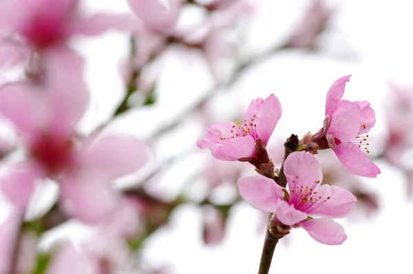 Tak met pink blossoms — Stockfoto