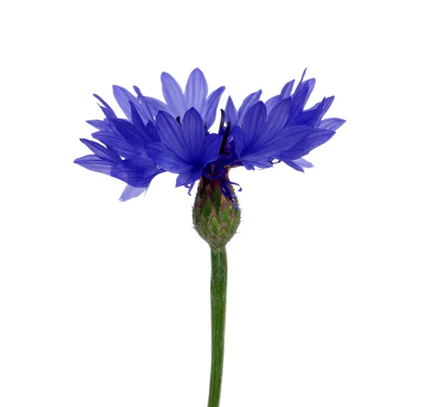 Blue cornflowers on white — Stock Photo, Image