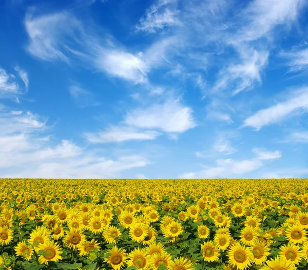 Field of sunflowers — Stock Photo, Image