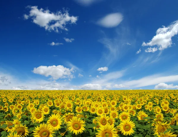 Field of sunflowers — Stock Photo, Image