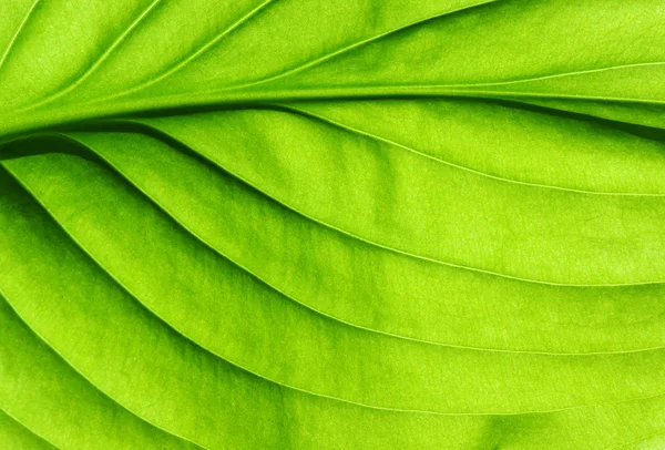 Textura de folha verde — Fotografia de Stock