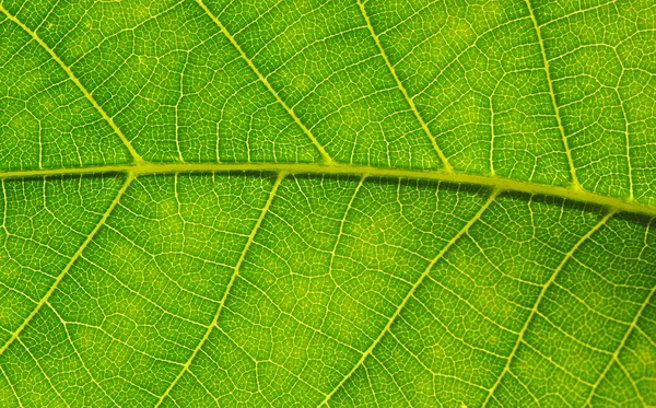 Textura de hoja verde —  Fotos de Stock