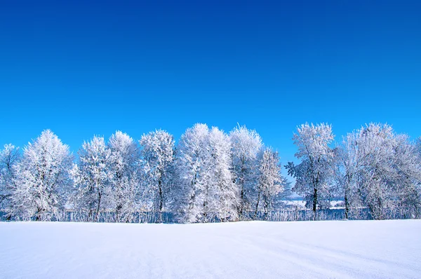 Замороженные деревья в снегу — стоковое фото