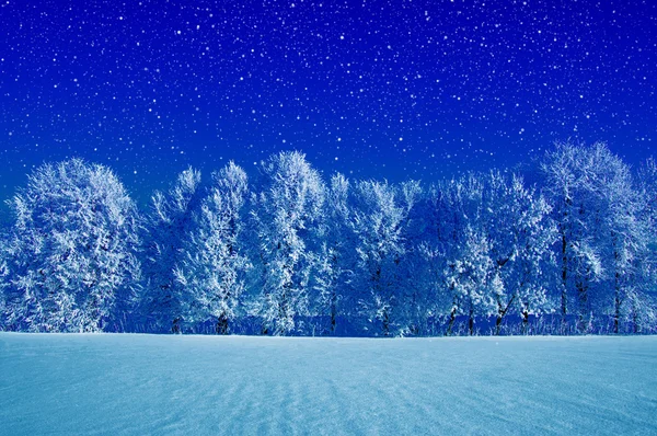Árvores geladas na neve — Fotografia de Stock