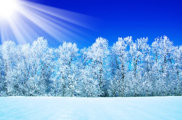 Kar ağaçlarda buzlu — Stok fotoğraf