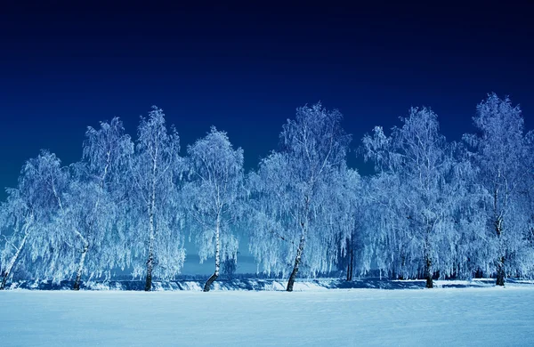 Frostad träd i snö — Stockfoto
