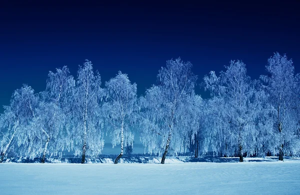 Arbres givrés dans la neige — Photo