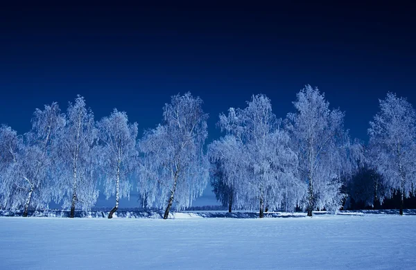 Frosted bomen in sneeuw — Stockfoto