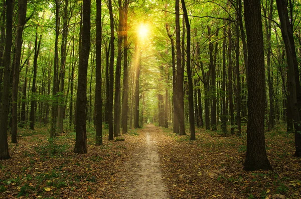 Träd i en skog — Stockfoto