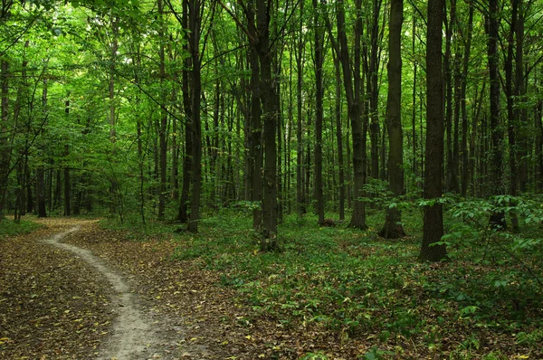 Árboles en un bosque —  Fotos de Stock