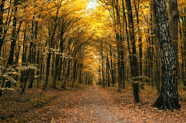 Pathway in the autumn forest Stock Photo by ©sborisov 6455974